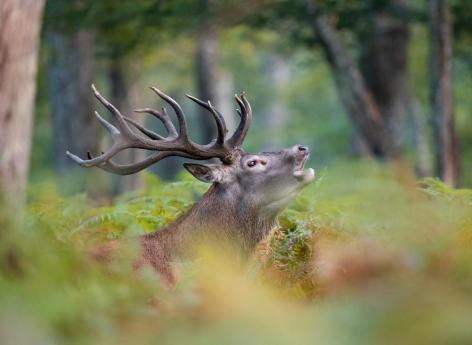 Maladie du cerf zombie : deux chasseurs pourraient en avoir été victimes