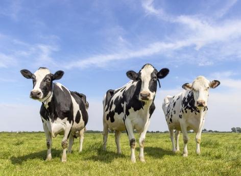 Diabète de type 1 : des vaches transgéniques produisent du lait riche en insuline humaine