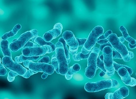 Bacteria have “memories” that they can pass on to future generations