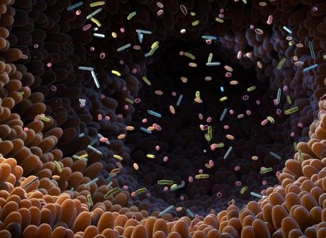Microbiote intestinal : certaines bonnes bactéries réduisent le cholestérol