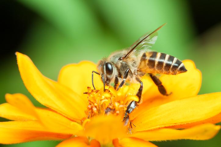 Le glyphosate impliqué dans la mort des abeilles en altérant leur microbiote