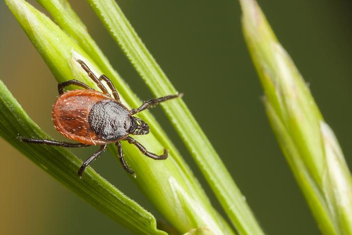 Maladie de Lyme : comment réduire la présence de tiques près de sa maison ?
