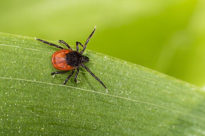 Maladie de Lyme : une tiquothèque pour mieux la connaître et mieux la traiter