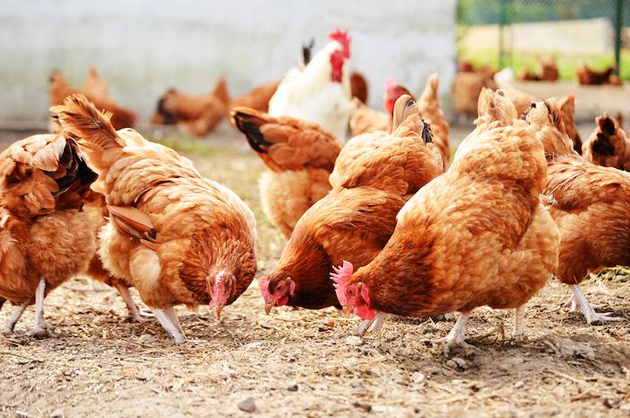 Les poules d'un élevage du Tarn à l'origine de 78 cas de cancers ?