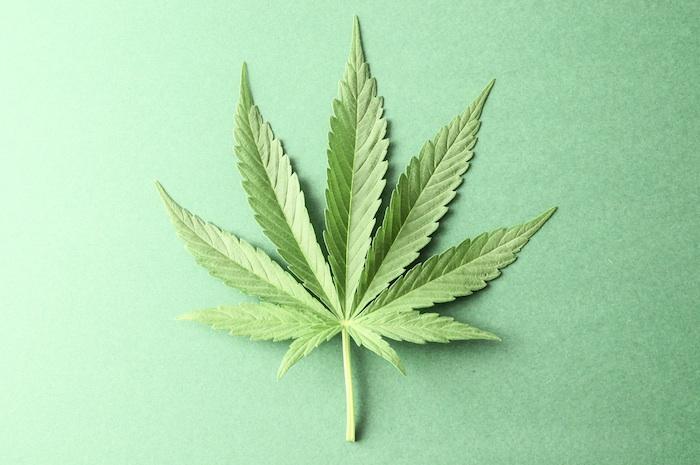Cannabis : les amendes seront de 300 euros, pour le plus grand bien du cerveau 