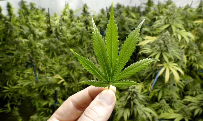 Deux boutiques de cannabis vont ouvrir leurs portes à Nancy et Metz