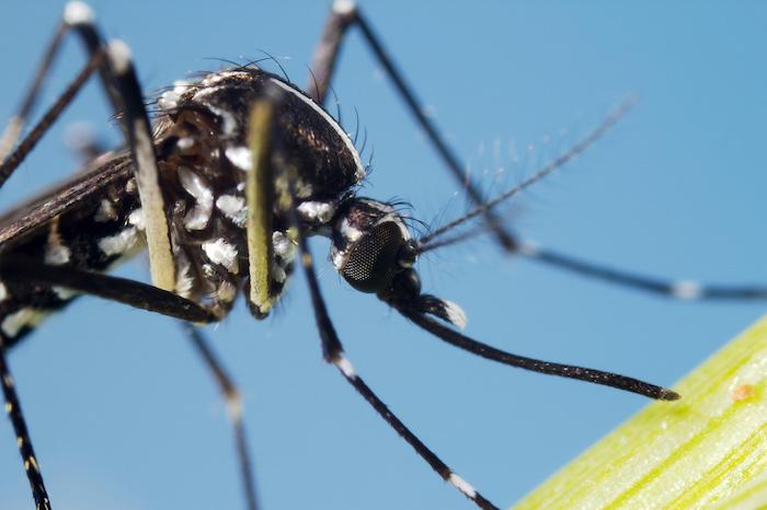 Usutu: le virus tropical transmis par un moustique qui annonce d'autres infections liées au risque climatique