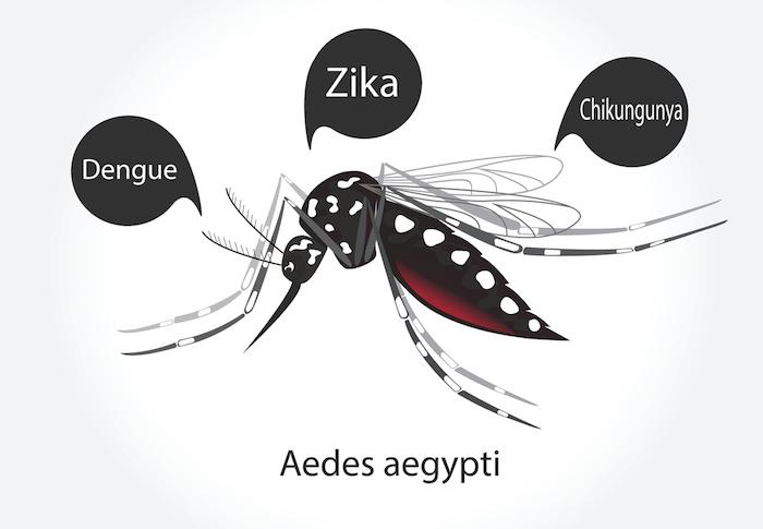 Un cas de dengue diagnostiqué près de Bordeaux : quels sont les risques ?