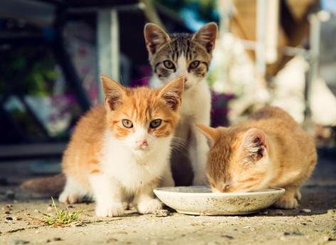 Grippe aviaire : des chats décédés après avoir bu du lait de vache cru contaminé