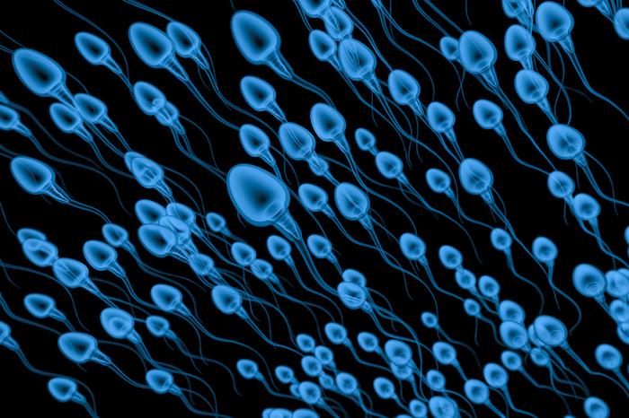 Contraception masculine : stopper les spermatozoïdes sans modifier les hormones