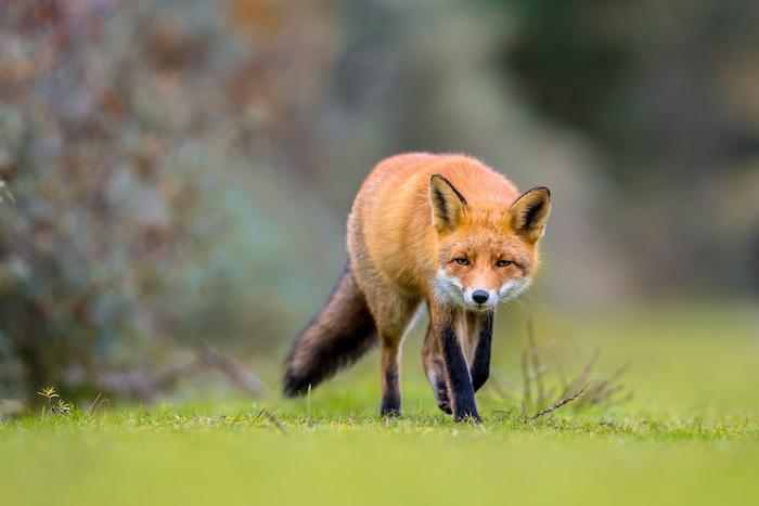 Epidémie de Lyme : chasser le renard nous fait perdre un allié précieux contre cette maladie infectieuse