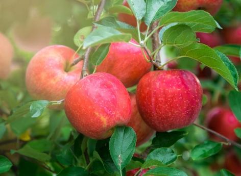 Pommes : 7 bonnes raisons d'en manger 