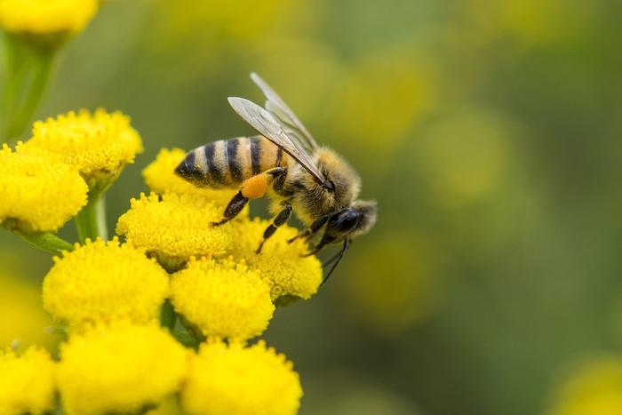 Alimentation : les abeilles accros aux pesticides néonicotinoïdes