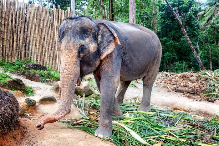Inde : risque élevé de tuberculose lié aux promenades à dos d'éléphant