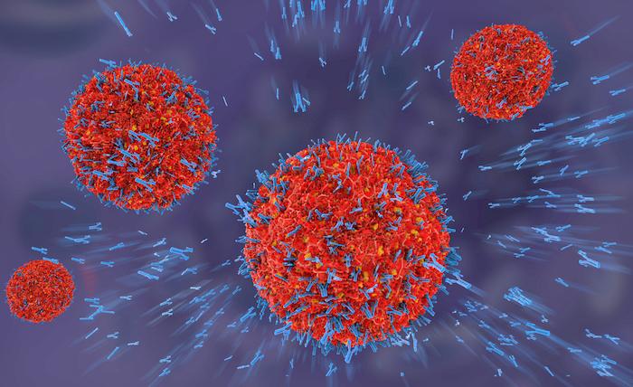 Lupus : un nouvel anticorps monoclonal améliore le traitement