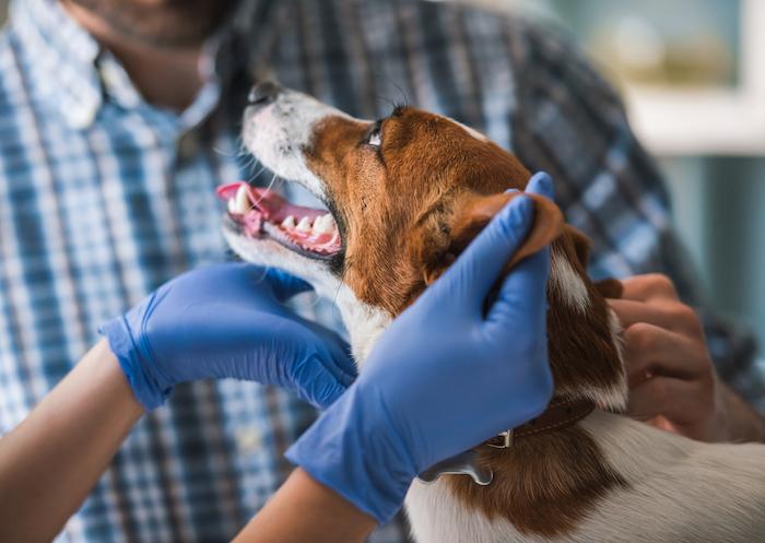Accros aux opioïdes, ils blessent leurs animaux pour obtenir une ordonnance du vétérinaire