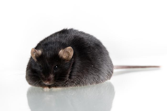 L'exposition aux pesticides fait grossir les souris : qu'en est-il chez les humains ?
