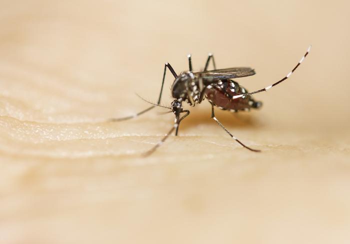 Attention aux moustiques tigres : 42 départements placés en vigilance rouge