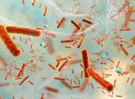 Une bactérie pourrait nous sauver des infections pulmonaires résistantes 