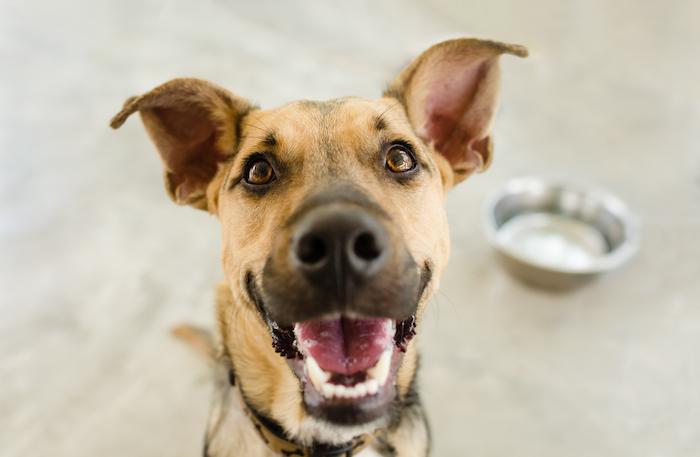 Aux Etats-Unis, un homme se fait amputer des 4 membres après avoir été léché par un chien