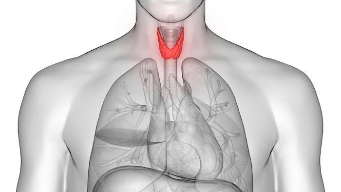 Hyperthyroïdie et hypothyroïdie : mieux comprendre le fonctionnement de la thyroïde
