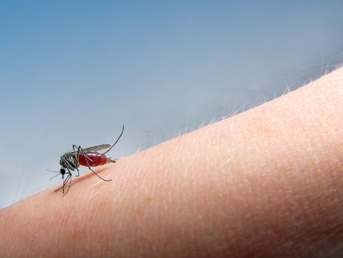 Virus du Nil occidental : une épidémie sans précédent et pas seulement en France