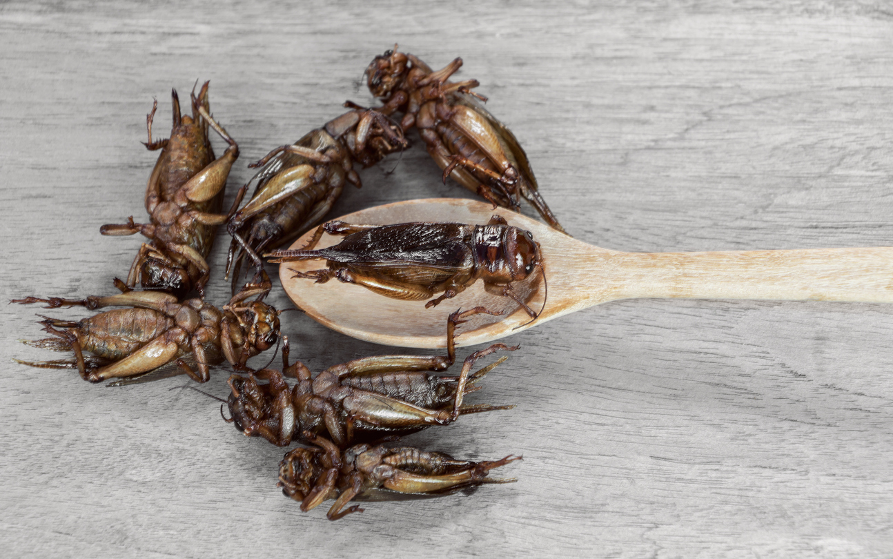 Nutrition et environnement : « manger les insectes, ce n’est pas une solution miracle »