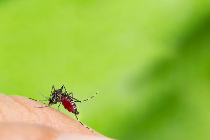 Les moustiques tigres colonisent les Hauts-de-Seine et le Val-de-Marne : comment s'en protéger ?