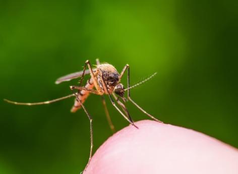 Des moustiques supers-résistants inquiètent les scientifiques