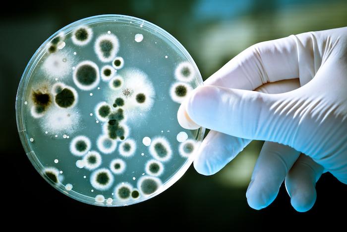 Une redoutable bactérie se propage dans les hôpitaux : quel risque pour notre santé ?