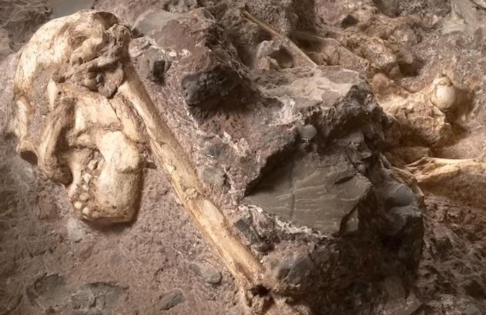 Little Foot : l'australopithèque le plus vieux au monde livre ses premiers secrets 