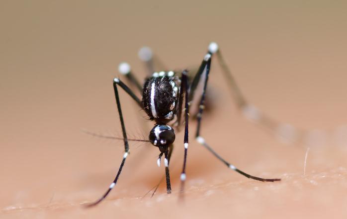 La dengue fait une onzième victime en Nouvelle-Calédonie 