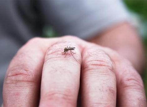 Pourquoi les moustiques sont-ils plus attirés par certaines peaux ?