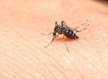 Zika en Martinique : plus de 1700 nouveaux cas en une semaine 