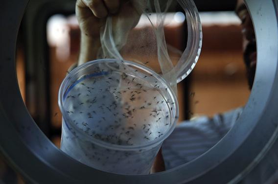 Zika : des experts préparent une riposte mondiale