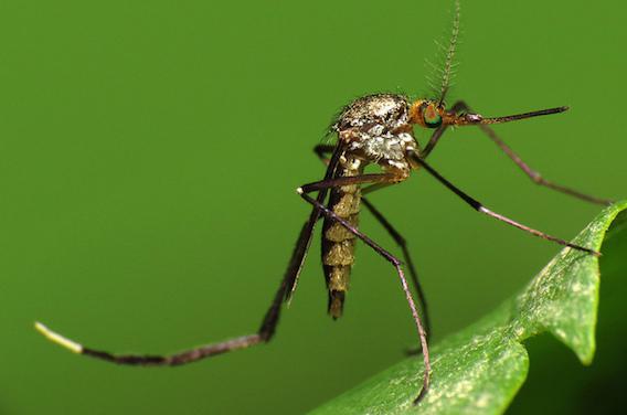 Zika : les variations du virus ont permis sa propagation