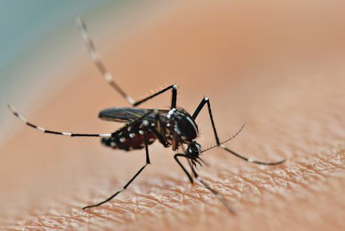 Zika : un cas suspect dans le Bas-Rhin