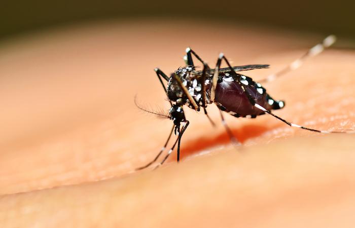Dengue : pourquoi les patients n'ont pas tous des symptômes