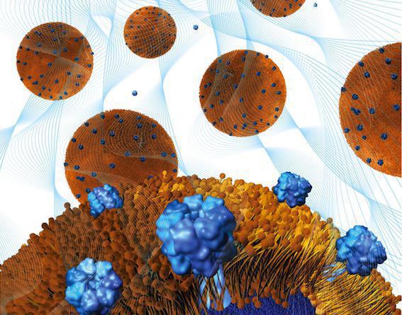 Des nanoéponges pour neutraliser les infections et les bactéries résistantes