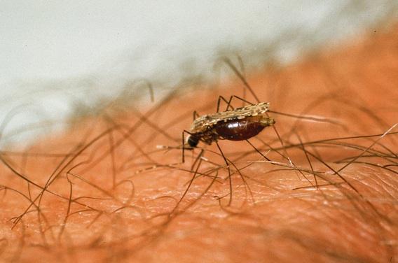 Paludisme : enrayer la transmission avec du Viagra 