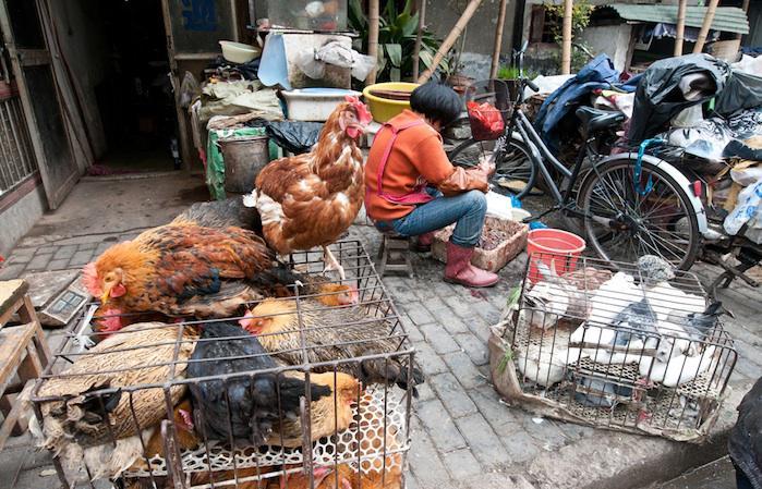 Chine : la progression inquiétante de grippe aviaire