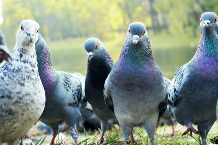 Grippe aviaire : les concours de pigeons voyageurs autorisés 
