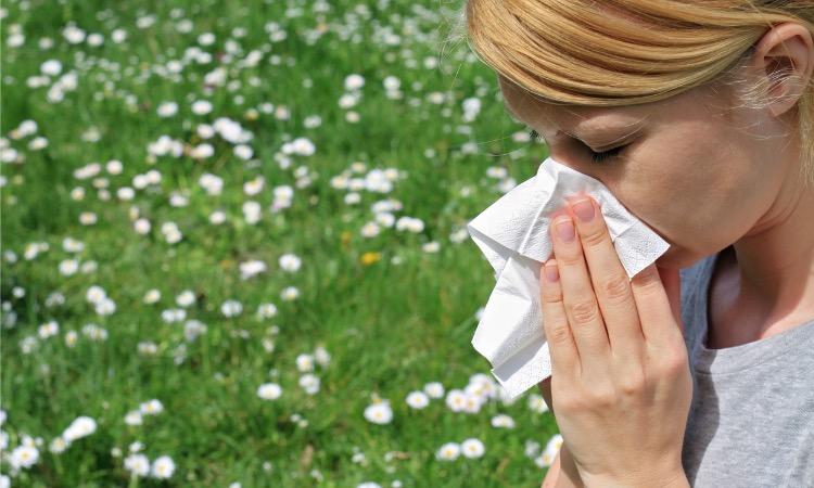 Alerte rouge aux pollens de graminées en France 
