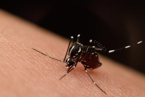 Zika : fin de l'épidémie en Guadeloupe 
