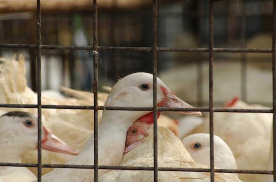 Grippe aviaire : les éleveurs des Landes privés d'exportation 