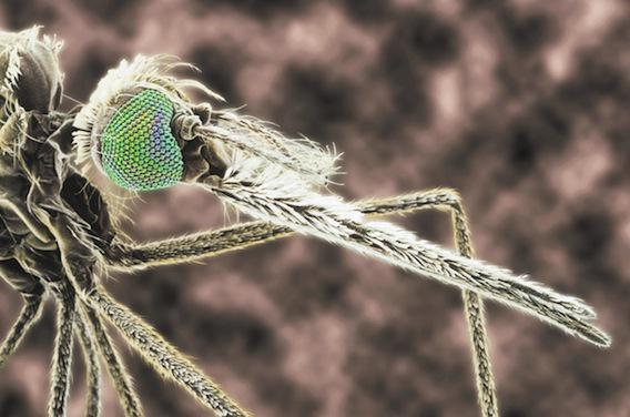 Eradiquer le paludisme avec des moustiques mutants