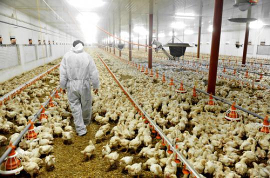Grippe aviaire : forte suspicion d’infection dans un élevage des Landes