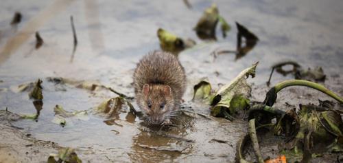 Plan d’action sanitaire : Paris part en guerre contre les rats 