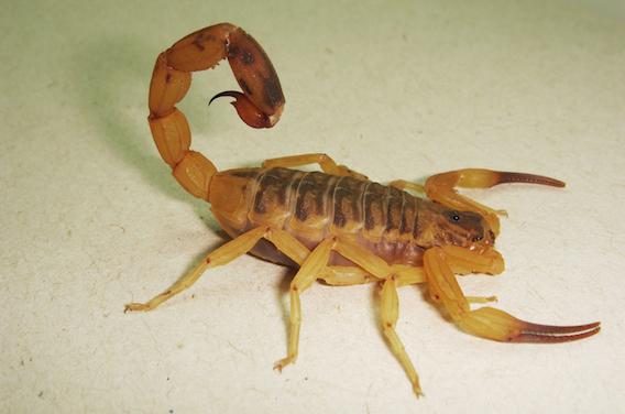 Scorpion : un anti-inflammatoire contre les piqûres mortelles