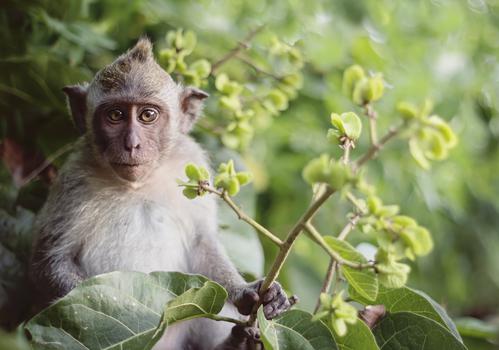 Sida : des anticorps protègent des singes pendant 6 mois